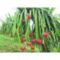 Factory Supply Direct Good Good 100% Natural Pitaya Extract