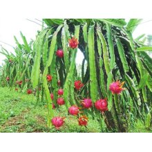 Factory Supply Direct Good Good 100% Natural Pitaya Extract