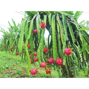 Factory Supply Direct Good Good 100% Natural Pitaya Extract