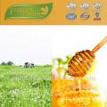 Natürlicher Bienenhonig für Honigkauf