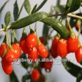 2016 New Crop, Dried Organic Goji Berries