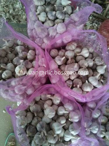  fresh garlic to Sri lanka 