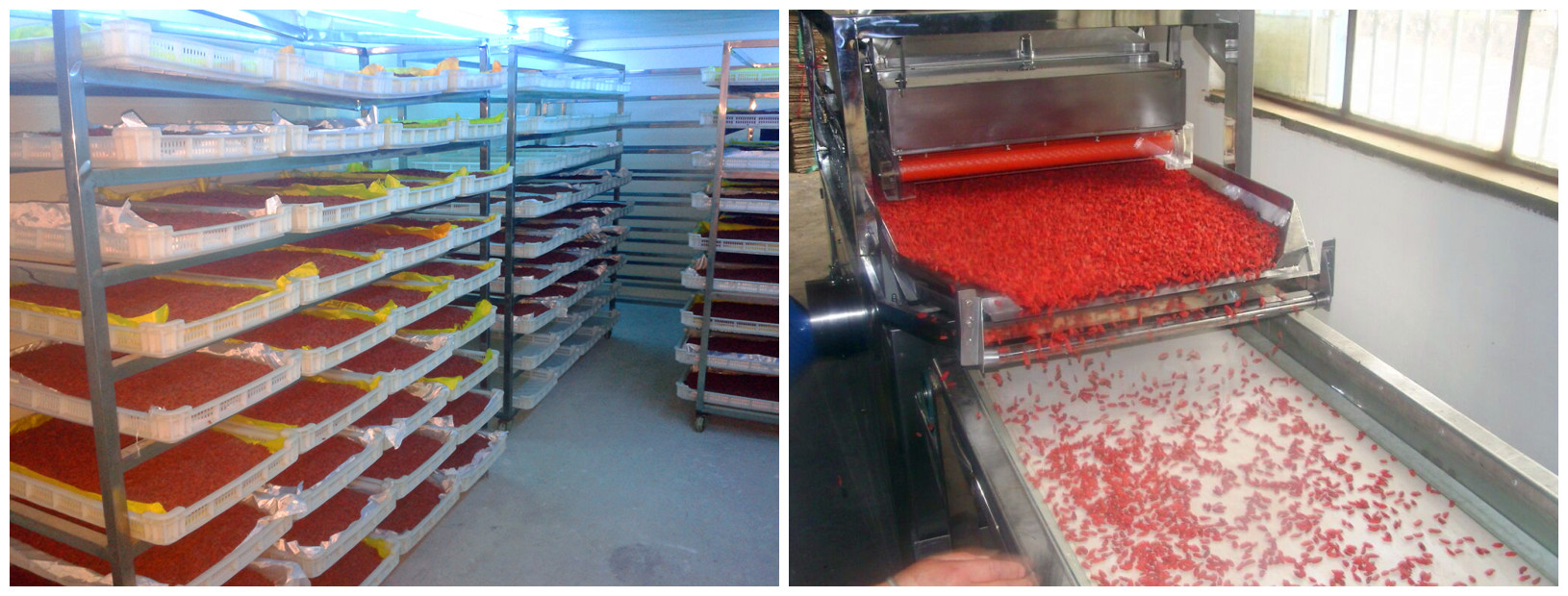 Goji drying and grading