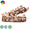 Top quality hard wood sawdust shiitake log