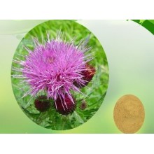 Liver Disease and Cardiovascular Disease Milk Thistle Extract