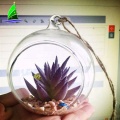 glass terrarium plants with hole Hanging Vase