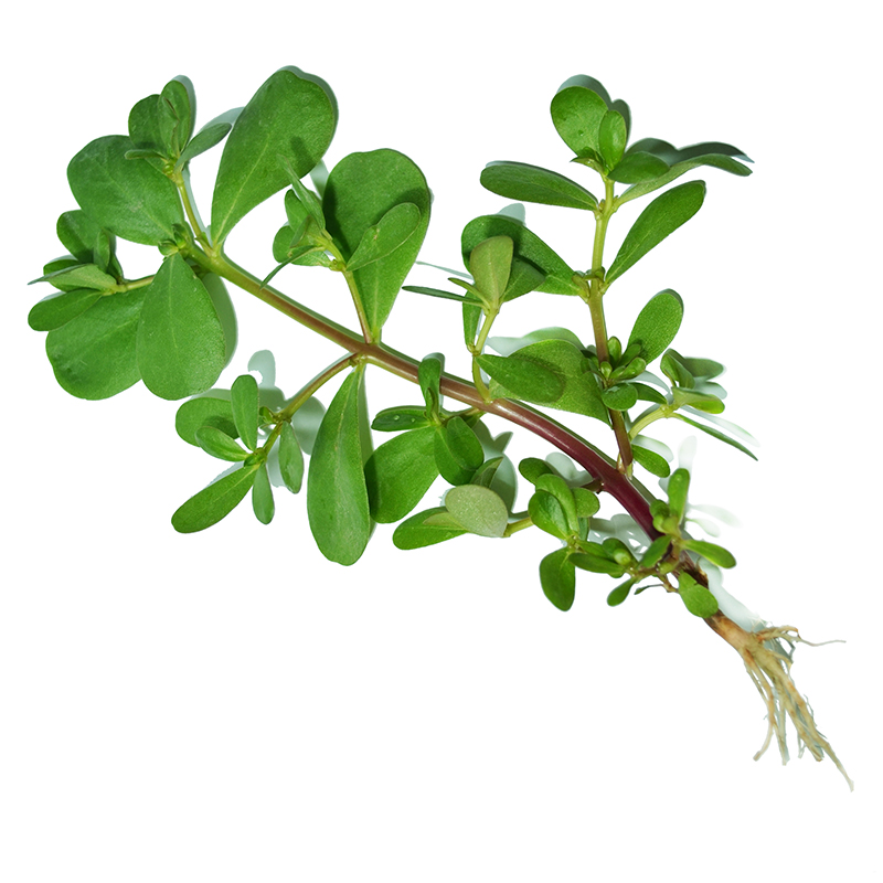 purslane