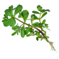 Hot selling Wholesale price Premium purslane of sale