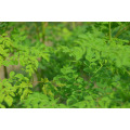 Herbal extract moringa leaf extract