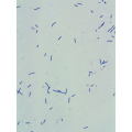 200 bilhões de CFU/G Probióticos em pó Lactobacillus acidophilus