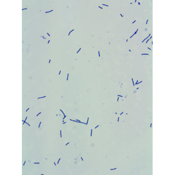 200 Milliarden CFU/G Probiotikulipulver Lactobacillus acidophilus