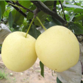 Hebei Golden Fresh Pear