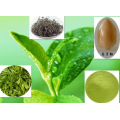 Green Tea Extract powder EGCG catechin epicatechin