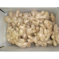 2018 Season Good Quality Fresh Ginger