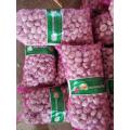 2020 New Crop Fresh Normal White Red Garlic