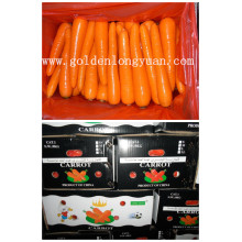 2016 New Crop Fresh Carrot (S grade and M grade)