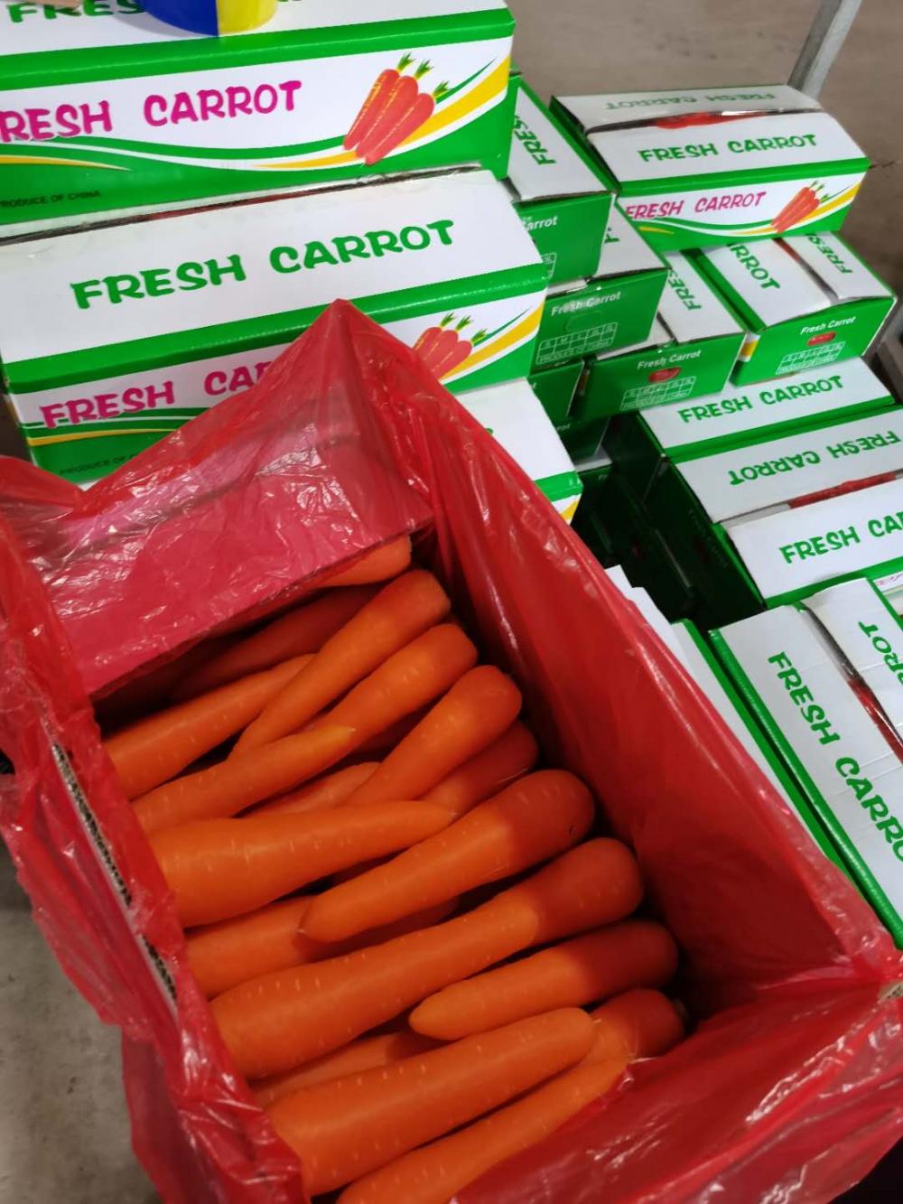 Carrot 07