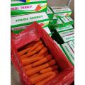 Export Standard Fresh Carrot