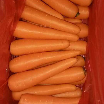 Buena calidad de zanahoria fresca china de fábrica