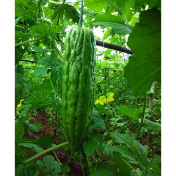 Green OP bitter gourd seeds