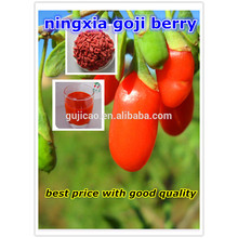 Getrocknete Goji Berry Green Food chinesische Wolfberry Mispel Samen