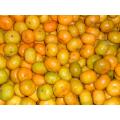 Sweet Baby Fresh Mandarinen 3 - 5,5 cm, 10,58 g Suga Modell-Nr.: O104 min. Bestellung: 1 Sweet Baby Frische Mandarinen 3 - 5,5 cm, 10,58 g Zucker, frisches Obst Schnelles Detail: Stil: Frisch Produkttyp: Zitrusfrucht Typ: Orange Anbauart: Commo