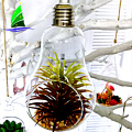 Crystal Bulb Shape Air Plant Glass Terrarium