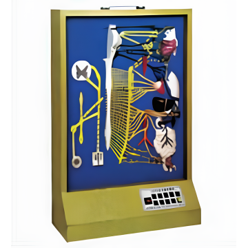 Electric Model of Autonomic Nerves