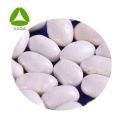 Fat burning white kidney bean extract powder1% Phaseolin