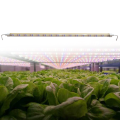 36W LED Grow Lights Greenhouse