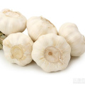 Chinese cold storage Pure White Garlic price