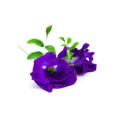 100% natural bulk butterfly pea flowers powder