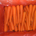 New Harvest Good Quality of Fresh Carrot