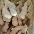 Buena calidad de Chinese Air Dry Ginger