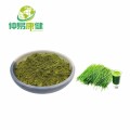 Barley Grass Extract Pearl Barley Grass Powder