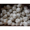 High Quality Fresh Pure White Garlic