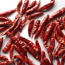 4-7cm Tianying Chili Large Supplier