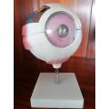 Modelo de anatomía de globo ocular ampliado