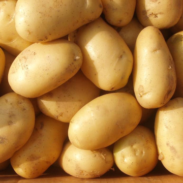 Frische gelbe neue Ernte Kartoffel (50-100g)