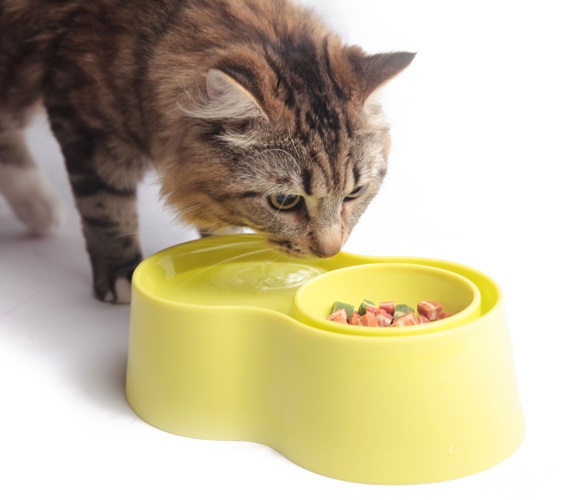 Higher Design of anti-ant pet bowl