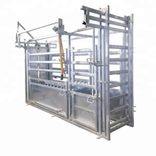 Galvanized extrusion cattle crush head with weighing scale