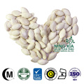 agriculture products of snow white pumpkin seeds