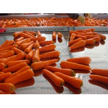 Первая качественная свежая морковь (80-150 г)