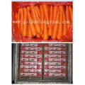 2016 New Crop Fresh Carrot (S grade and M grade)