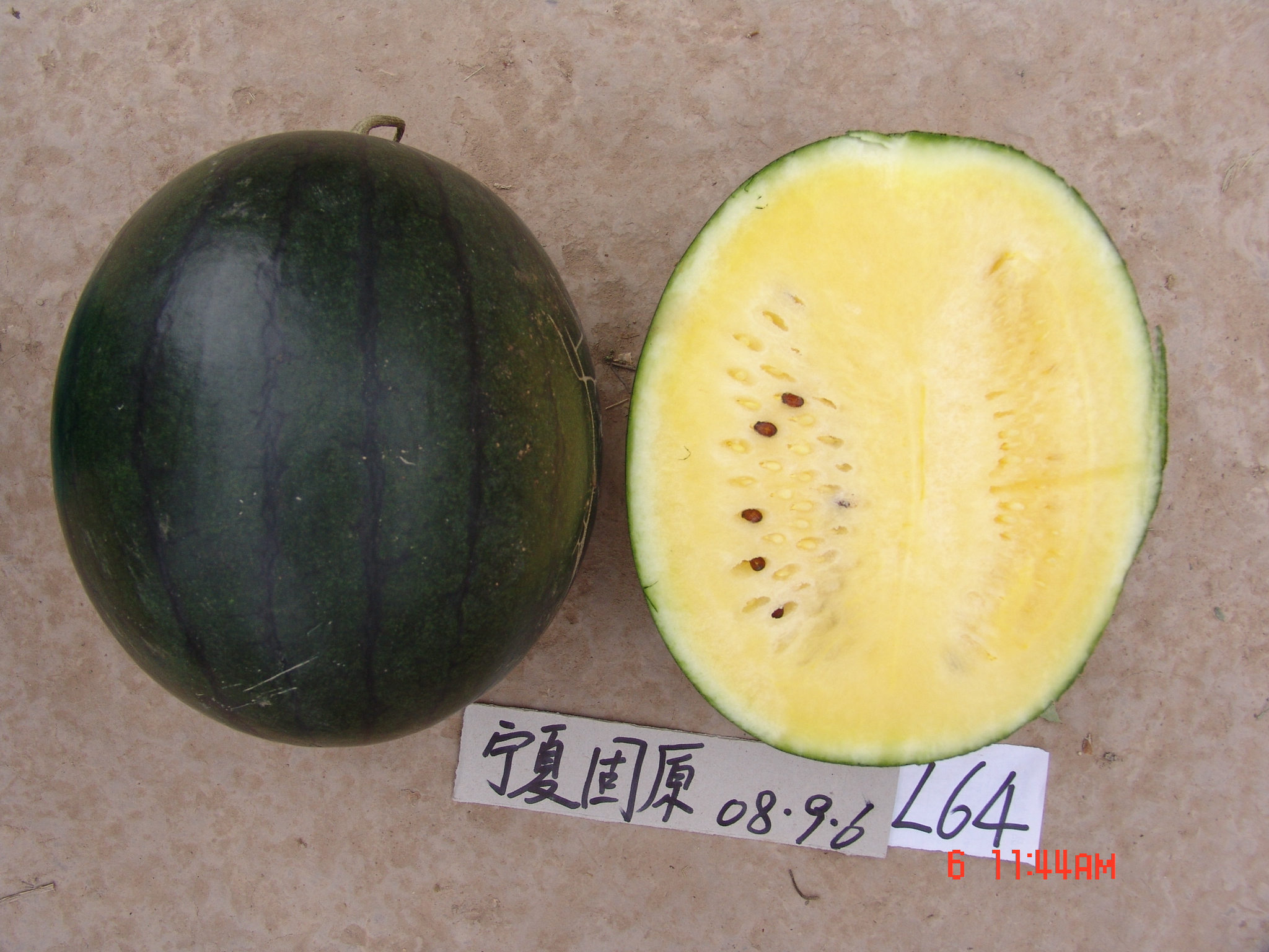 Hybrid Watermelon Seeds