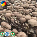 Top quality hard wood sawdust shiitake log