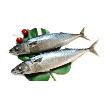 Seafrozen Pacific Mackerel