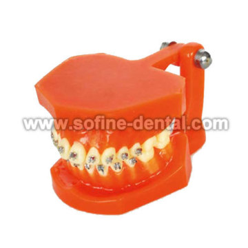 Dental modelo de enseñanza