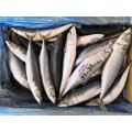 Seafrozen Pacific Mackerel