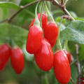 Goji Berry Extract Polysaccharides 40%